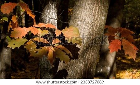 yellowed red oak leaves on a dark background