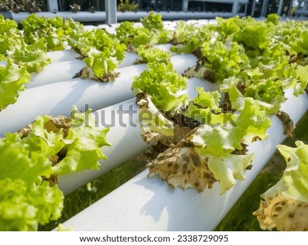 hydroponic lettuce plants damaged, burn, withered, dry up caused by planting errors Royalty-Free Stock Photo #2338729095
