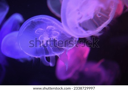 underwater animals Chrysaora pacifica jellyfish colorful
