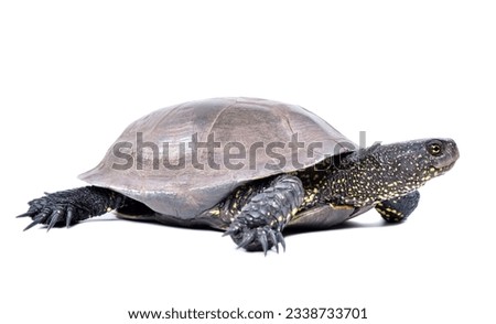 European pond terrapin, side view, isolated on a white background