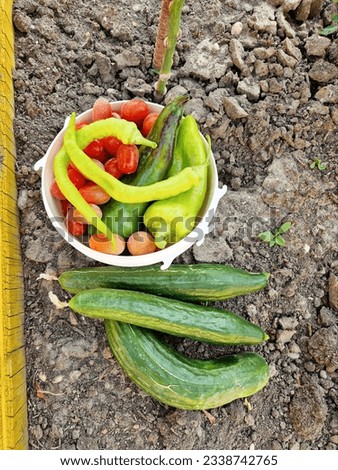 picture of harvesting tasty fresh vegetables from garden. bio and raw vegetarian food. putting crop or yield in bowl. summer nature wallpaper. cucumbers and peppers. tomatoes and cherry tomatoes.