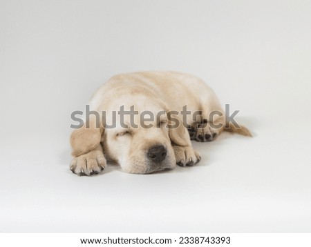 A cute little six week old Golden Retriever puppy sleeping on a white background Royalty-Free Stock Photo #2338743393