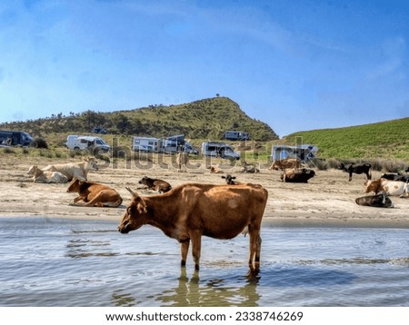 Cows among Caravans of tourists in a beautiful bay, Albania