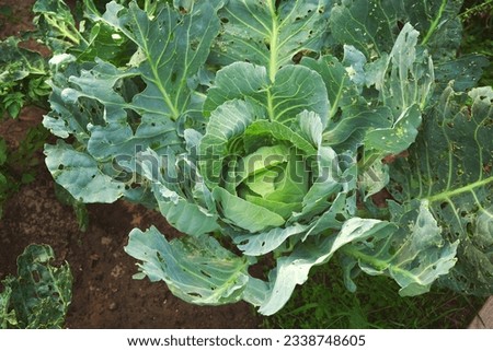 White cabbage growing in garden, top view. A patch of cabbage overgrown with weeds, ready for