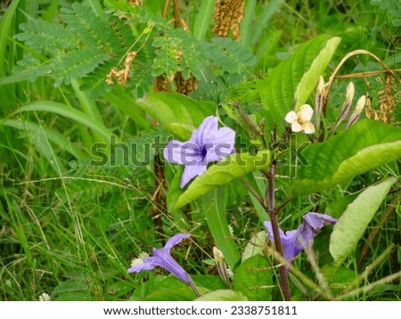 Purple golden flowers that thrive surrounded by weeds