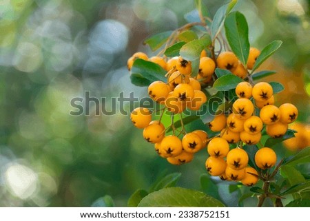 Bunches of yellow berry pyracantha coccinea in autumn garden. Orange fruits of narrow leaf firethorn genus of thorny evergreen shrub from rosaceae family. Designation golden sun. Woolly hedge cluster. Royalty-Free Stock Photo #2338752151