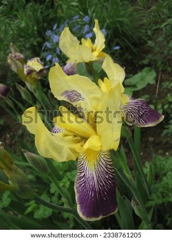 macro photo with a decorative floral background of yellow flowers of a herbaceous plant of irises in a European habitat for landscape design of gardens as a source for prints, posters, decor