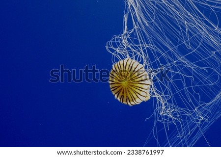 Japanese Jellyfish or Sea Nettle Jellyfish. Canon shot.