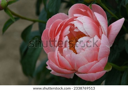 a softly creamy large hybrid peony flower