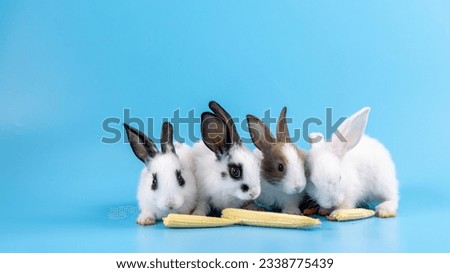 Healthy lovely baby bunny easter rabbits eating baby corn on blue nature background. Animal symbol of easter day. Happy white bunny rabbit celebrate Easter holiday and spring coming concept.