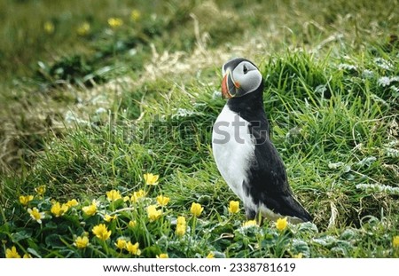 he Atlantic puffin, also known as the common puffin, It is the only puffin native to the Atlantic Ocean