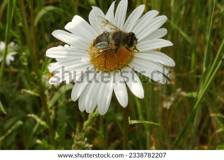 wasp, any member of a group of insects in the order Hymenoptera, suborder Apocrita, some of which are stinging. and daisy flower. Royalty-Free Stock Photo #2338782207