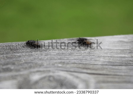 Two flies outdoors on a wooden bench up close perspective