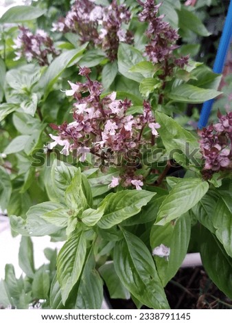 sweet basil Basil (sweet basil or Thai basil) has a scientific name, Ocimum basilicum Linn, in the LABIATAE family. It is a plant that is eaten as a vegetable and used as a medicinal herb. Royalty-Free Stock Photo #2338791145