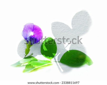 Purple butterfly pea flowers and shadows of leaves