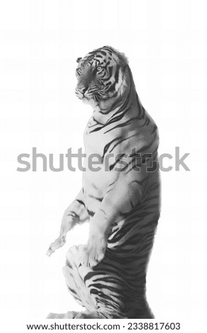 a photography of a white tiger standing on its hind legs, tiger standing on its hind legs in a black and white photo.
