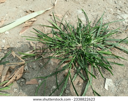 picture of close up lonely grass on the ground