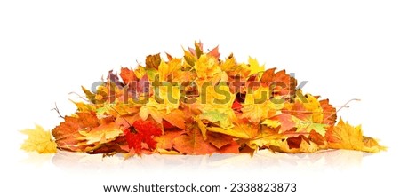 pile of autumn leaves isolated on white background Royalty-Free Stock Photo #2338823873