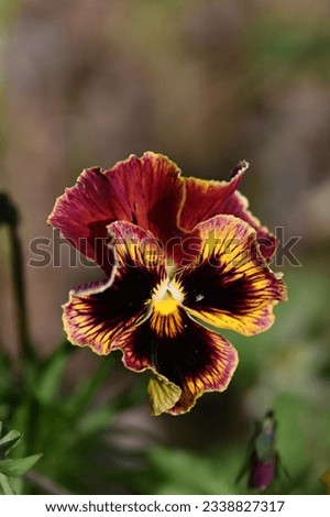 brown pansy flower on blurred background