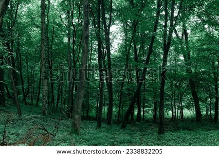 Magical fairytale forest. Coniferous forest covered of green moss. Mystic atmosphere. High quality photo