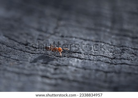 close-up red ant on tree stump in morning light