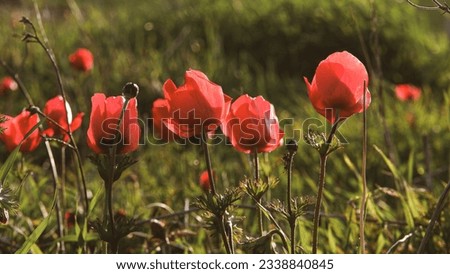 Anemones And Poppies In The Field