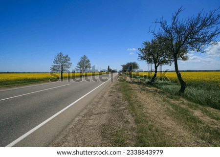 The road among the flowering rapeseed fields on the Taman Peninsula, Russia. Royalty-Free Stock Photo #2338843979