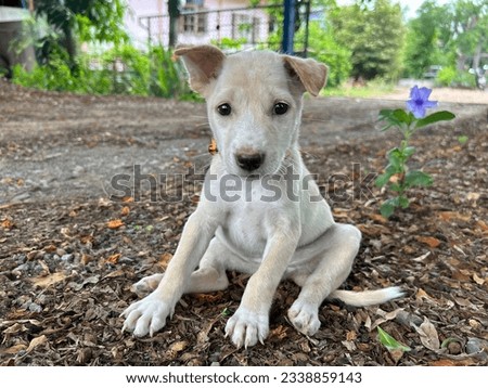 The light brown puppy with poor face, background is a dry leaf and green plants and purple flower, portrait picture