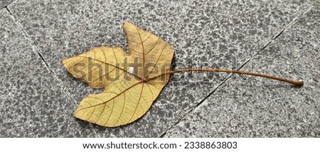 a picture of dried maple leaf fallen from tree that indicates fall season