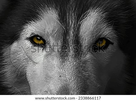 Portrait Wolf face closeup picture wallpaper