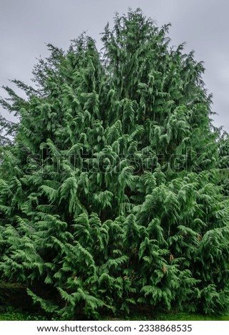 Chamaecyparis nootkatensis is a tall evergreen conifer. Common names: Nootka cypress, yellow cypress, Alaska cypress, Nootka cedar, yellow cedar, Alaska cedar, and Alaska yellow cedar.  Royalty-Free Stock Photo #2338868535
