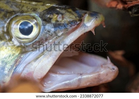 Zander and his Teeth in detail, the Fish from freshwater Deep, Sander lucioperca Royalty-Free Stock Photo #2338872077