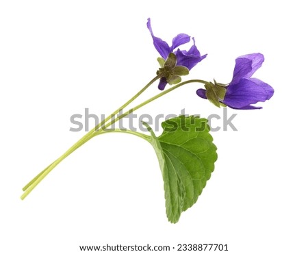 Viola flowers isolated on white 