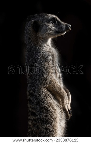 Meerkat Portrait at Marwell Zoo