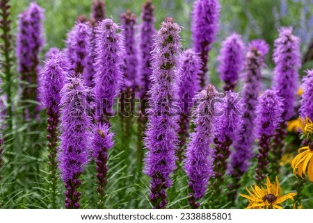 Beautiful prairie blazing star growing in the local native plant garden in July Royalty-Free Stock Photo #2338885801