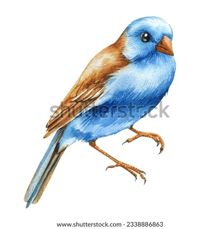Blue Birds isolated on white background, blue-headed astrild, Hand painting watercolor bird