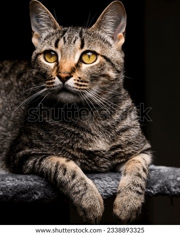 An adolescent tabby cat sits on a cat tower.