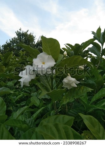 White colour flower, green colour leaf and background cloudy sky