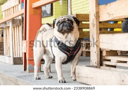 A cute pug is standing on the street in a leash harness near the fence. Walking a pet