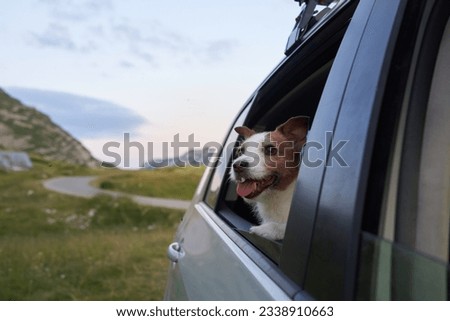 dog in the car. Funny jack russell terrier on the background of mountains. Transportation of a pet