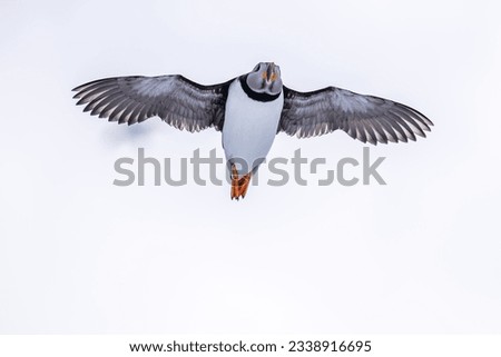 Puffins of Hornøya Island in area of Avian influenza. Royalty-Free Stock Photo #2338916695