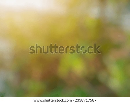 Blurred background of citrus plants exposed to soft light in the afternoon.