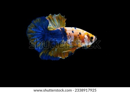 Yellow blue Betta fish, siamese Fighting Fish swimming in Fish tank, isolated on black background