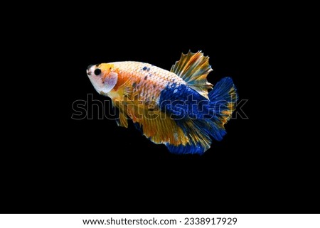 Yellow blue Betta fish, siamese Fighting Fish swimming in Fish tank, isolated on black background