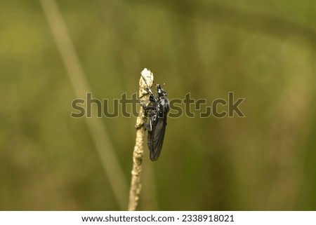 Spring papilion, a fly that feeds on flower pollen, sits on the grass.