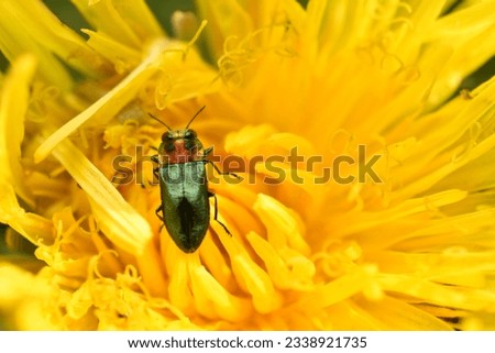 Jewel beetle, Metallic wood-boring beetle,Anthaxia nitidula, sitting on a flower of apple tree. The larvae of this insect develop in the wood of, among others, trees in orchards. High quality photo