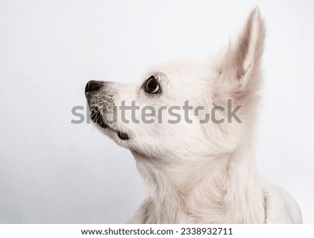 Portrait of a soft white dog