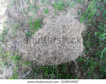 nature,bird,nest,branch,natural,animal,spring,tree,isolated,home,wildlife,illustration,feather,white,background,birds,graphic,empty,life,cartoon forest wild small plant straw egg easter brown nestling
