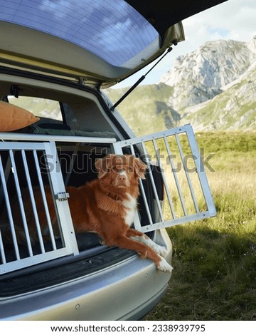 dog in box at car in a cage. Traveling with a pet by car. nova scotia duck tolling retriever road adventure