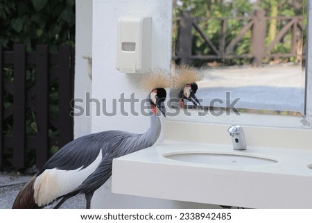 Taking photos of gray crowned cranes in action at the zoo